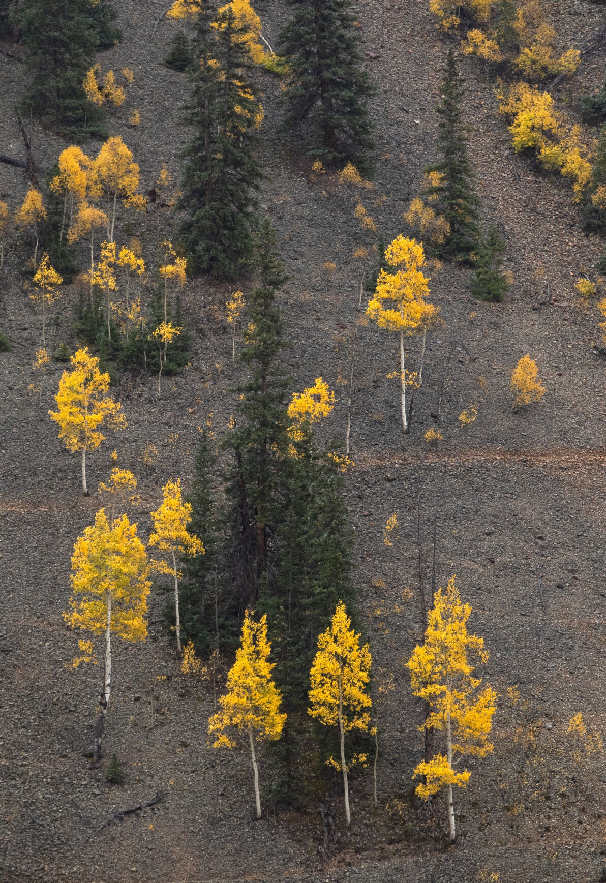 09_28_21 aspens 00170.jpg